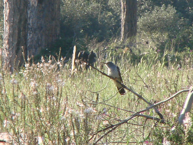 richiesta identificazione rapace.